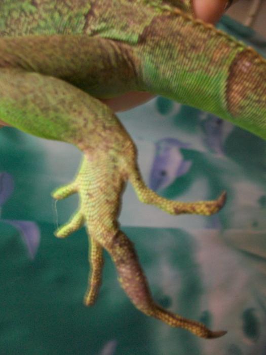 Пальцы агамыча