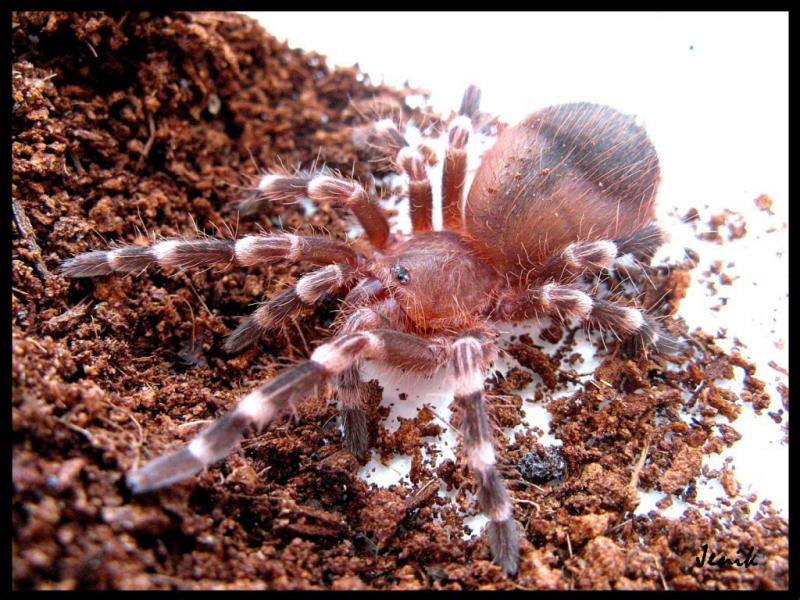 Acanthoscurria geniculata, Jenik