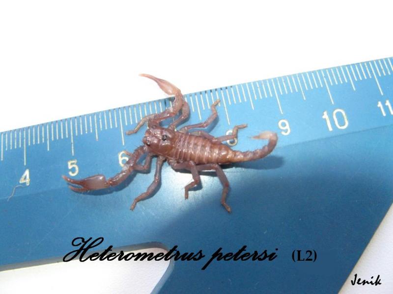 Heterometrus petersi л2