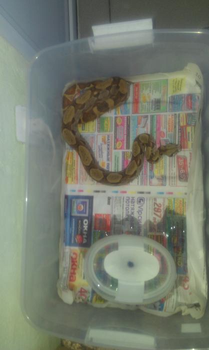 3Salmon самка 2010