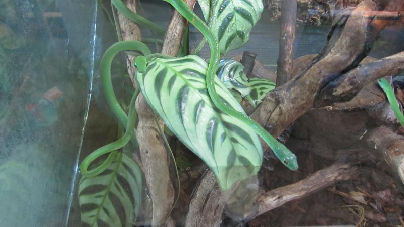 Thrasops althopisaps