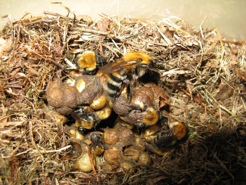 Шмели в гнезде