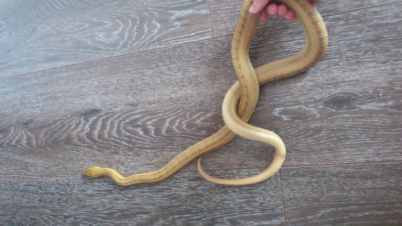 крысиный полоз деккерту