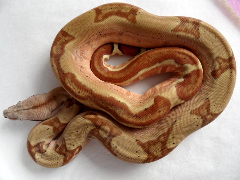 Удав самка
