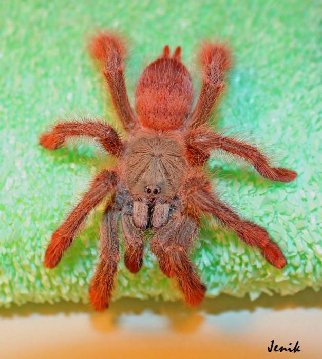 Tapinauchenius gigas паук