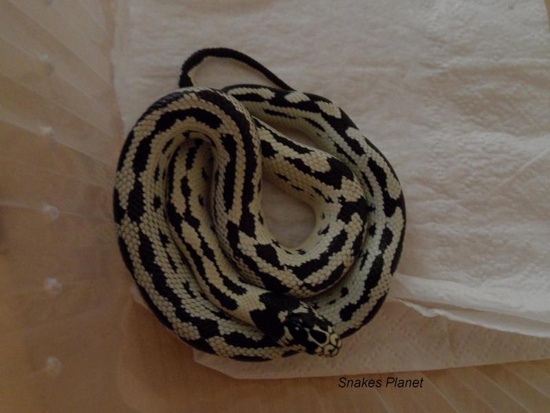 королевская змея