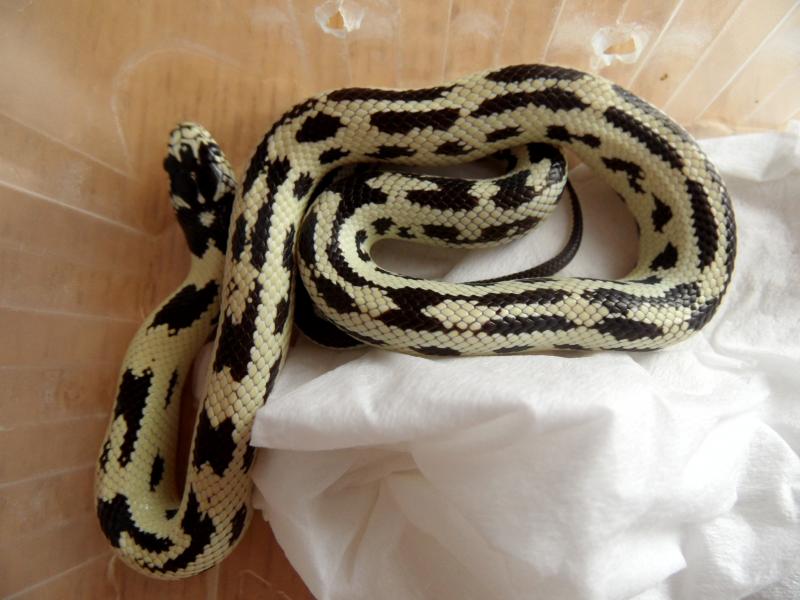 королевская змея