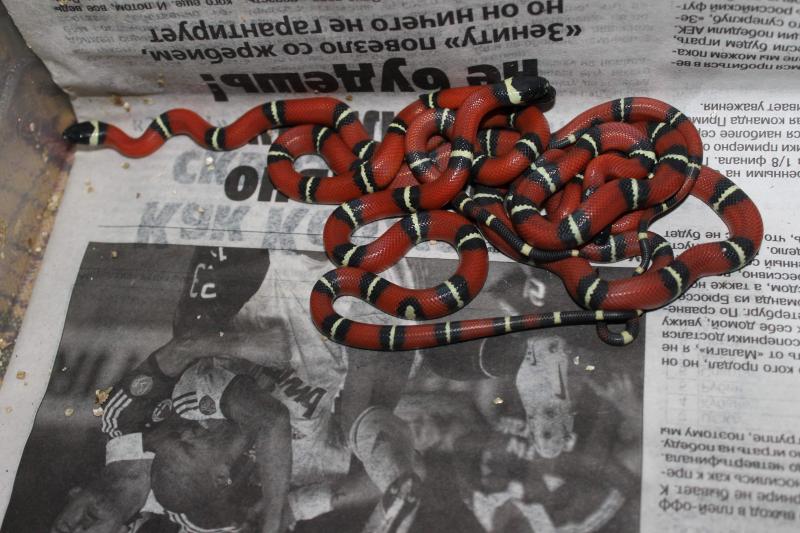 синайлонки