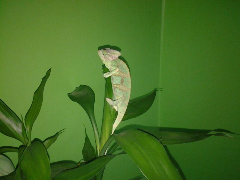 Самка йеменского хамелеона