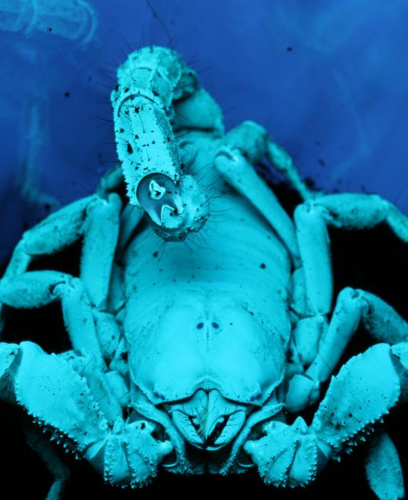 uv scorpion