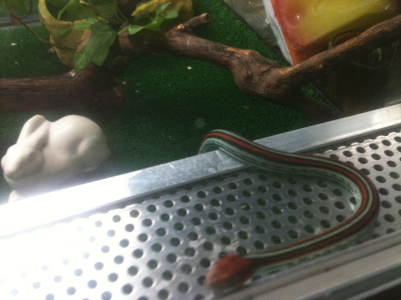 тетратения