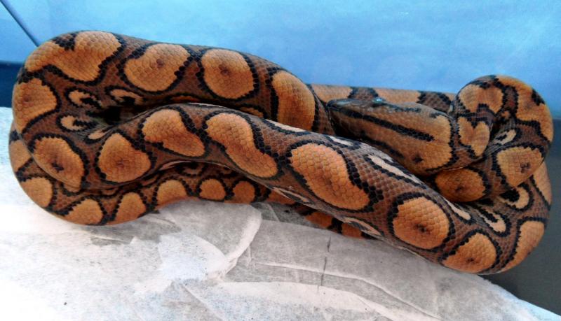 Удав самка