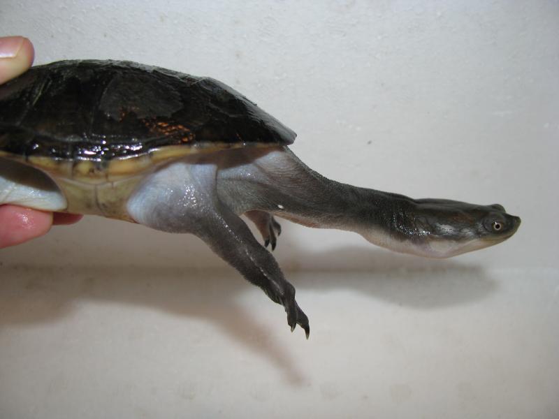 Macrochelodina siebenrocki