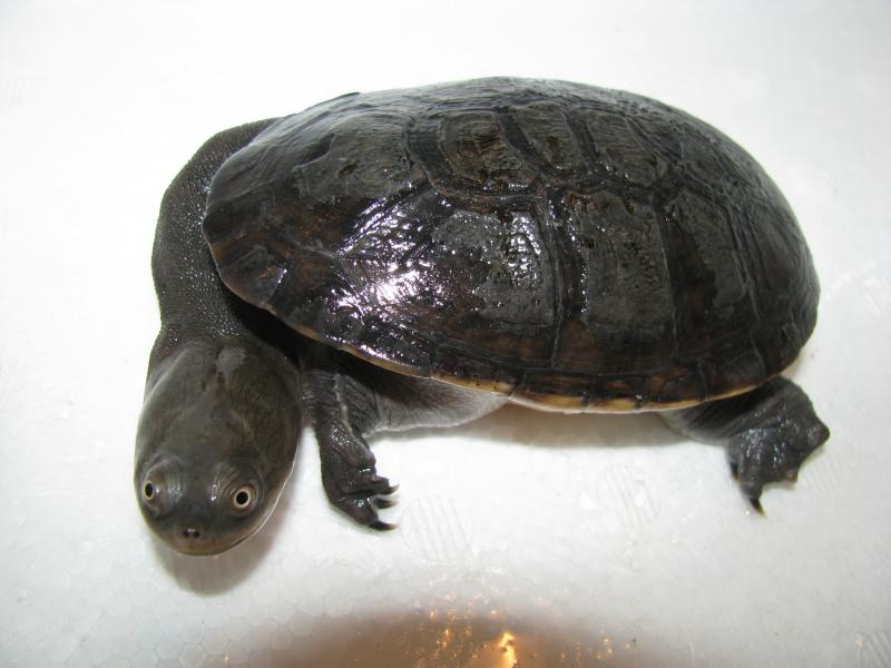 Macrochelodina siebenrocki