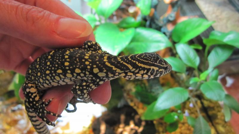 Нильский варан