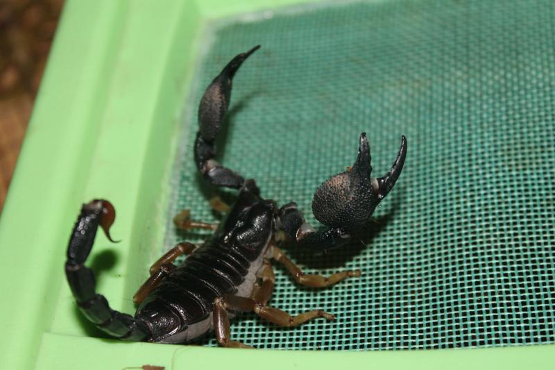 мадраспатенсис