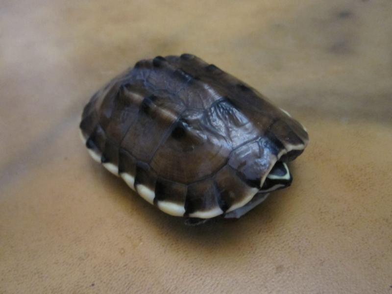 Malayemys subtrijuga