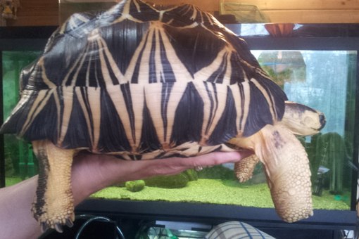 Лучистая черепаха 28см