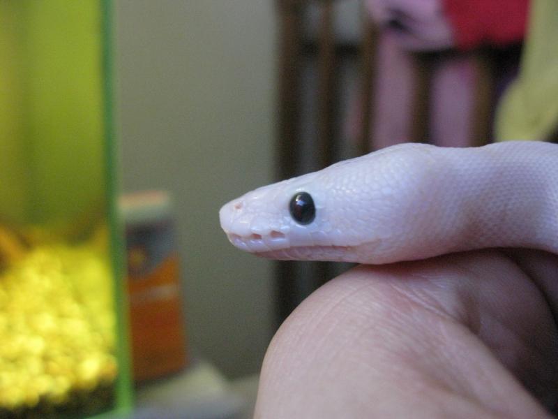Black Eyed Leuistic королевский питон