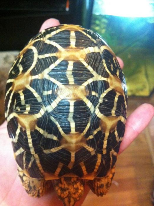 Звездчатая черепаха 10см