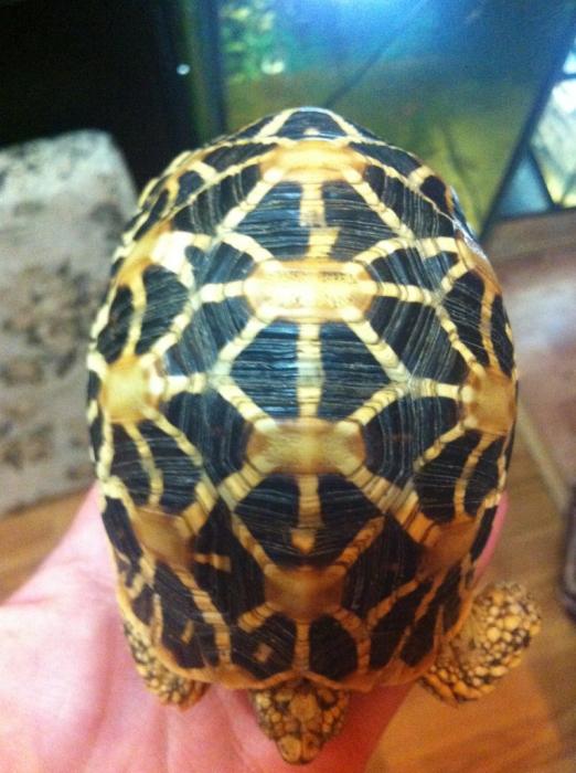 Звездчатая черепаха 11см