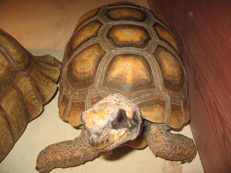 Угольная черепаха