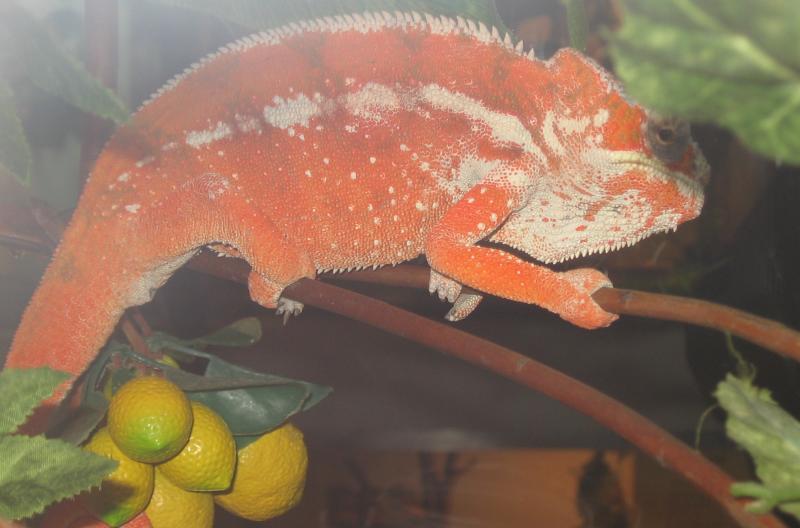 Пантеровый хамелеон