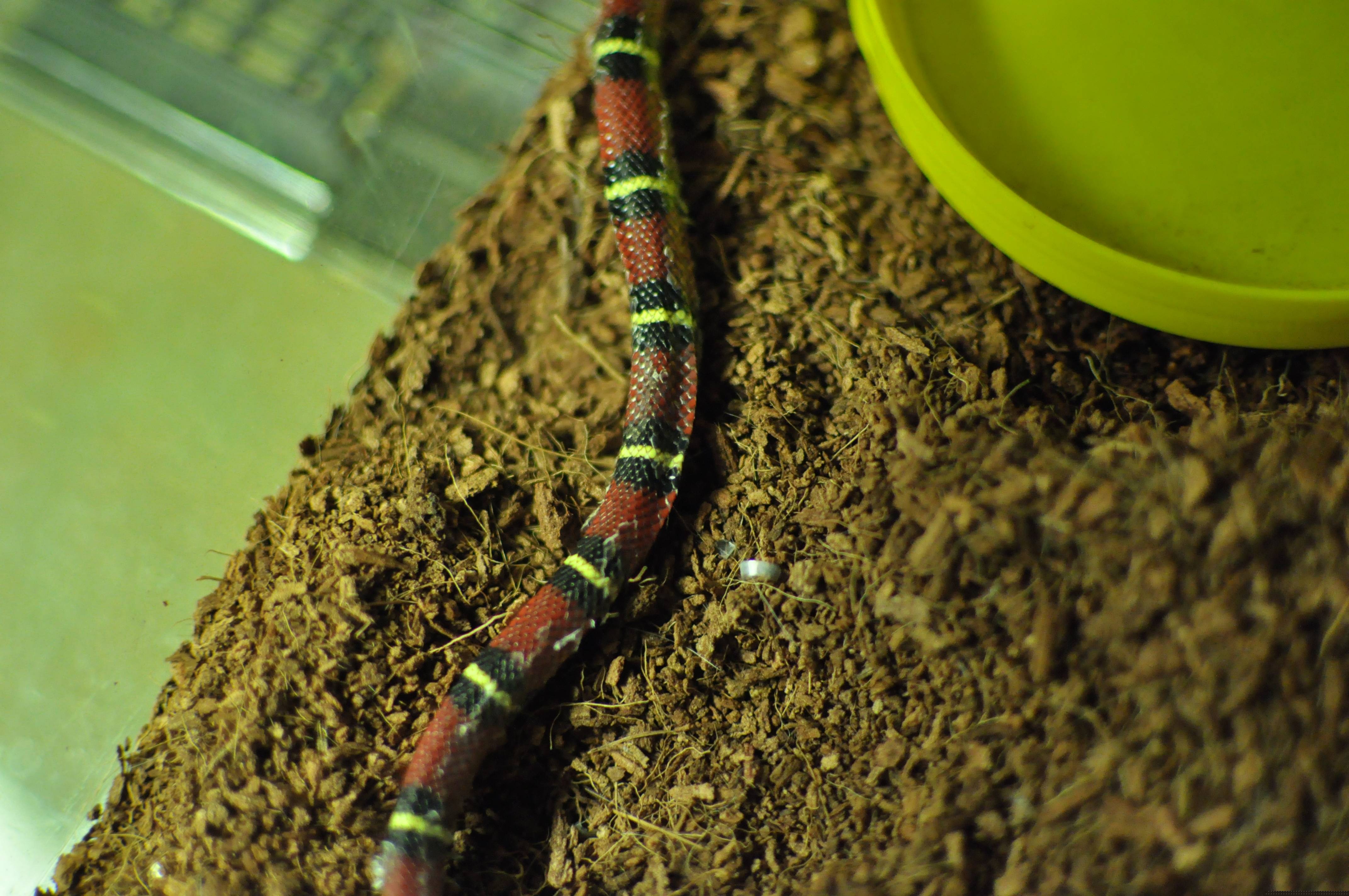 Lampropeltis triangulum nelsoni