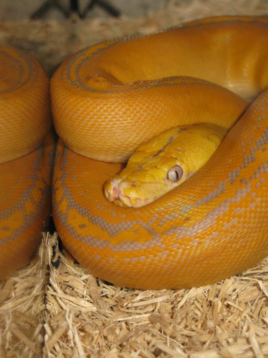 Purple Golden Child Reticulated Python