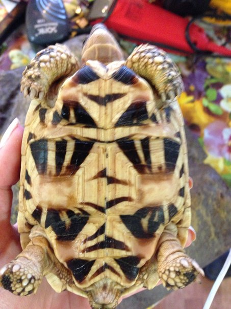 Звездчатая 10см(2)