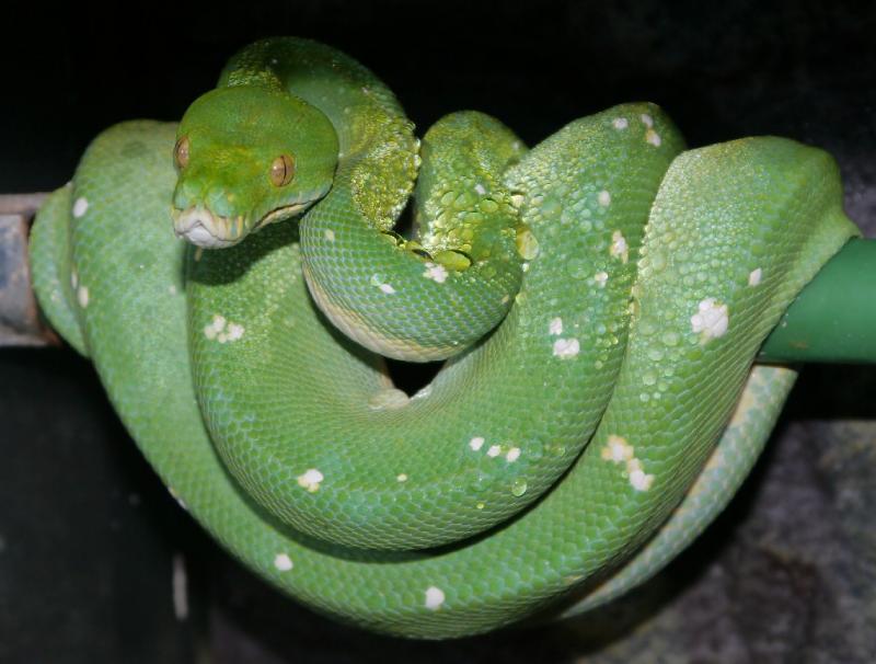 green python - ФОТО.РЕПТАЙЛ.РУ