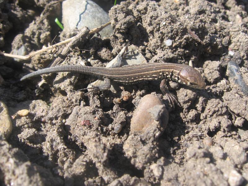 Томская природа