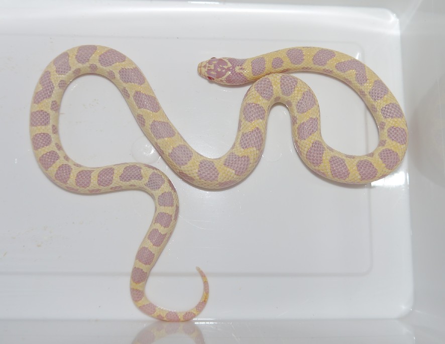 лампропелтис