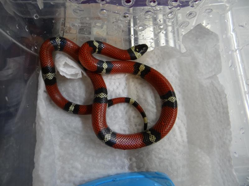 Lampropeltis triangulum arcifera