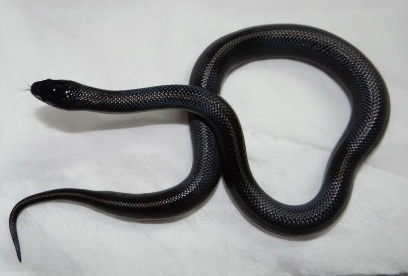 Lampropeltis getulus californiae 