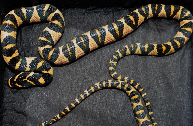 Euprepiophis mandarinus (Sa Pa, Vietnam)