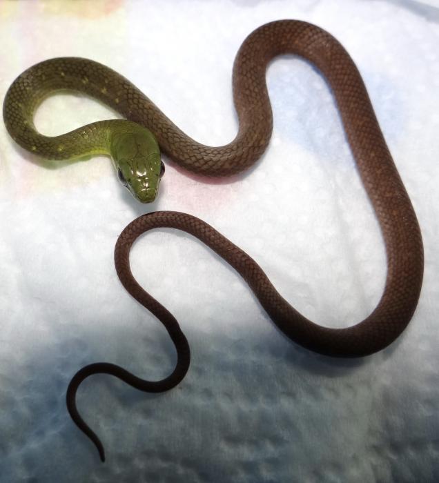 Cyclophiops multicinctus