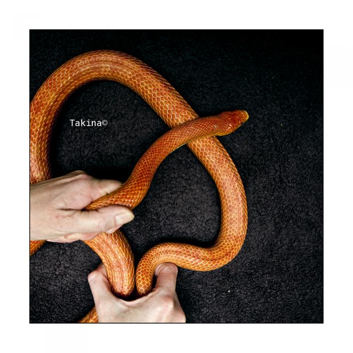 Elaphe obsoleta rossalleni albino