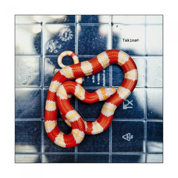 Lampropeltis triangulum hondurensis 