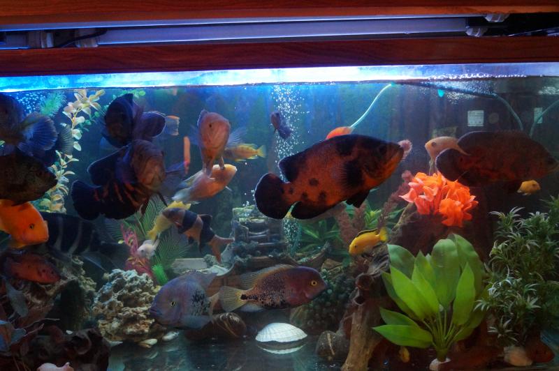 Рыбы на продажу!