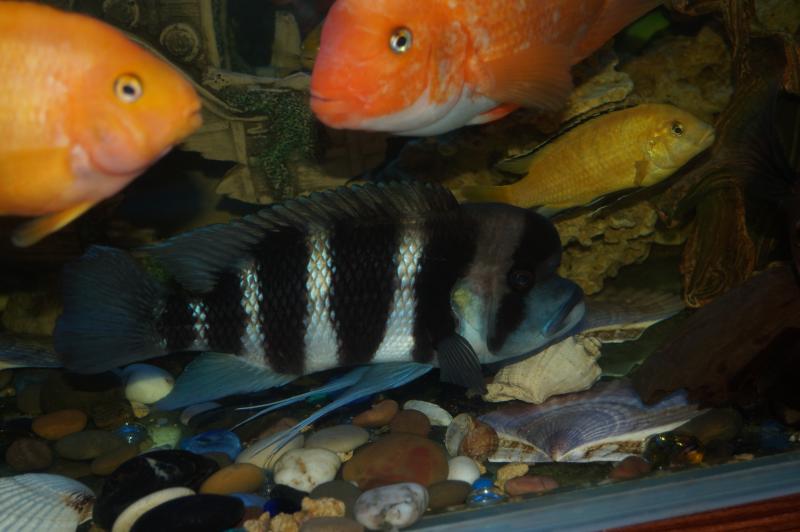 Рыбы на продажу!