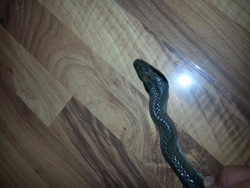 тонкохвостый