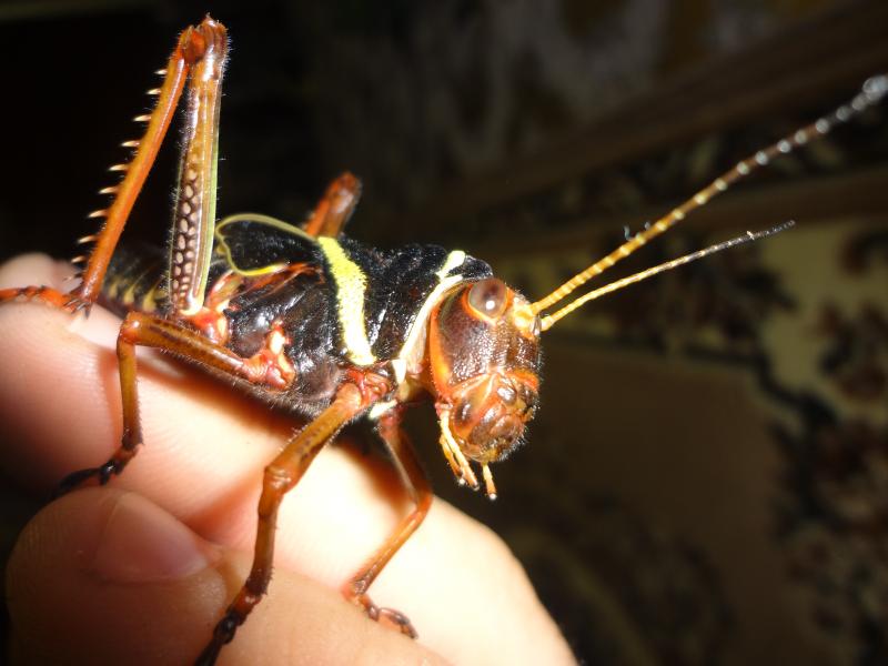 Гигантская саранча