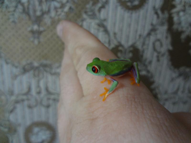 Красноглазые квакша