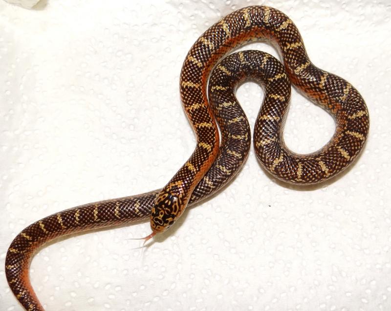 Lampropeltis getulus  brooksi “whate sided “