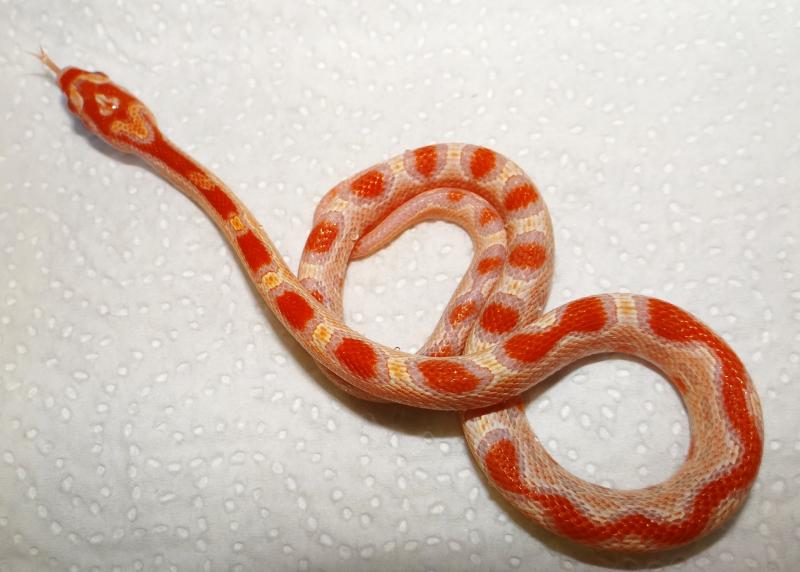 Pantherophis guttata 