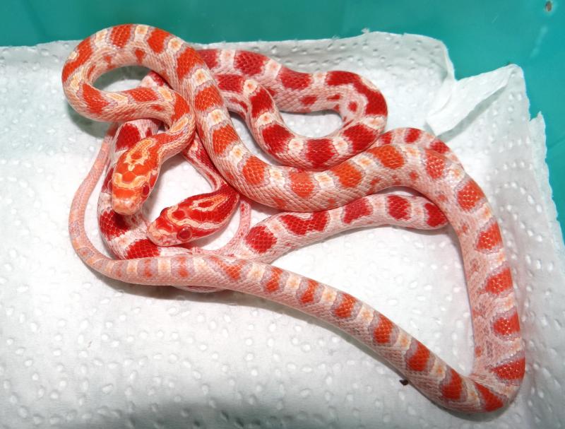 Pantherophis guttata 
