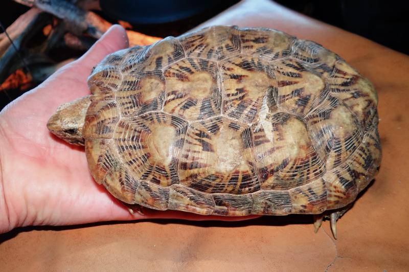 Malacochersus tornieri