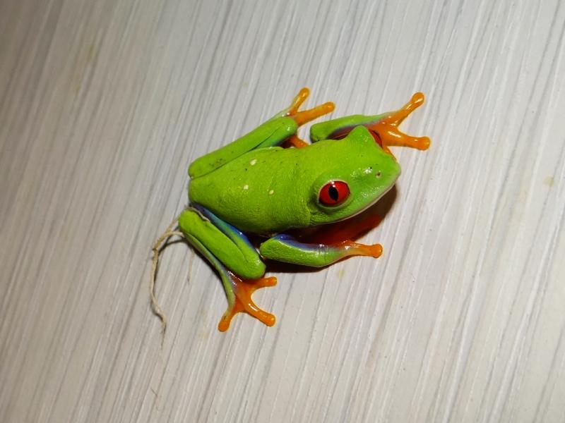 Agalychnis callidryas