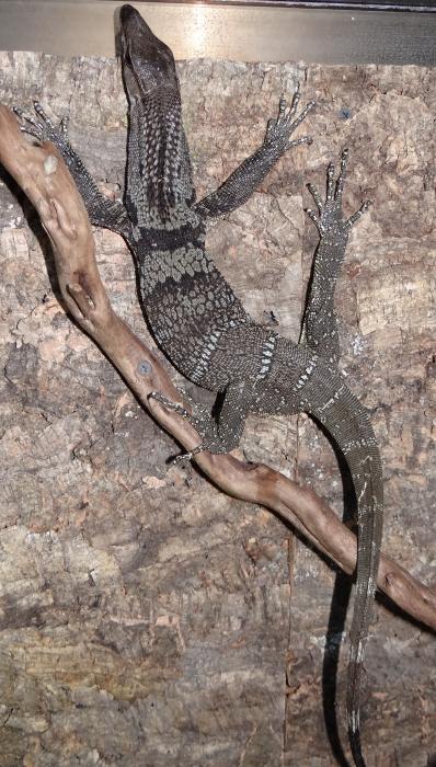 Varanus rudicollis